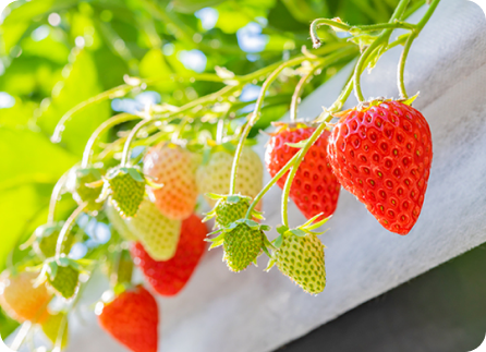 一年を通して収穫できる野菜 風景画像