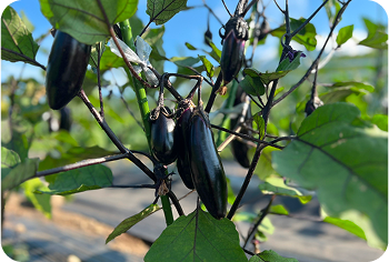 ナスの収穫体験・収穫野菜のお食事 2